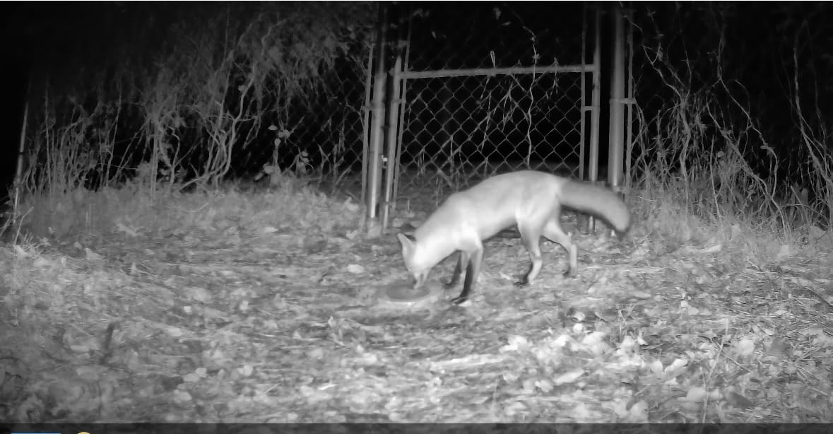 GardePro E5S Trail Camera, 64MP Photo & 1296P HD Video | 0.1s Trigger, 100ft No-Glow Night Vision, Motion Activated, Non-Cellular, Non-WiFi customer photo 2