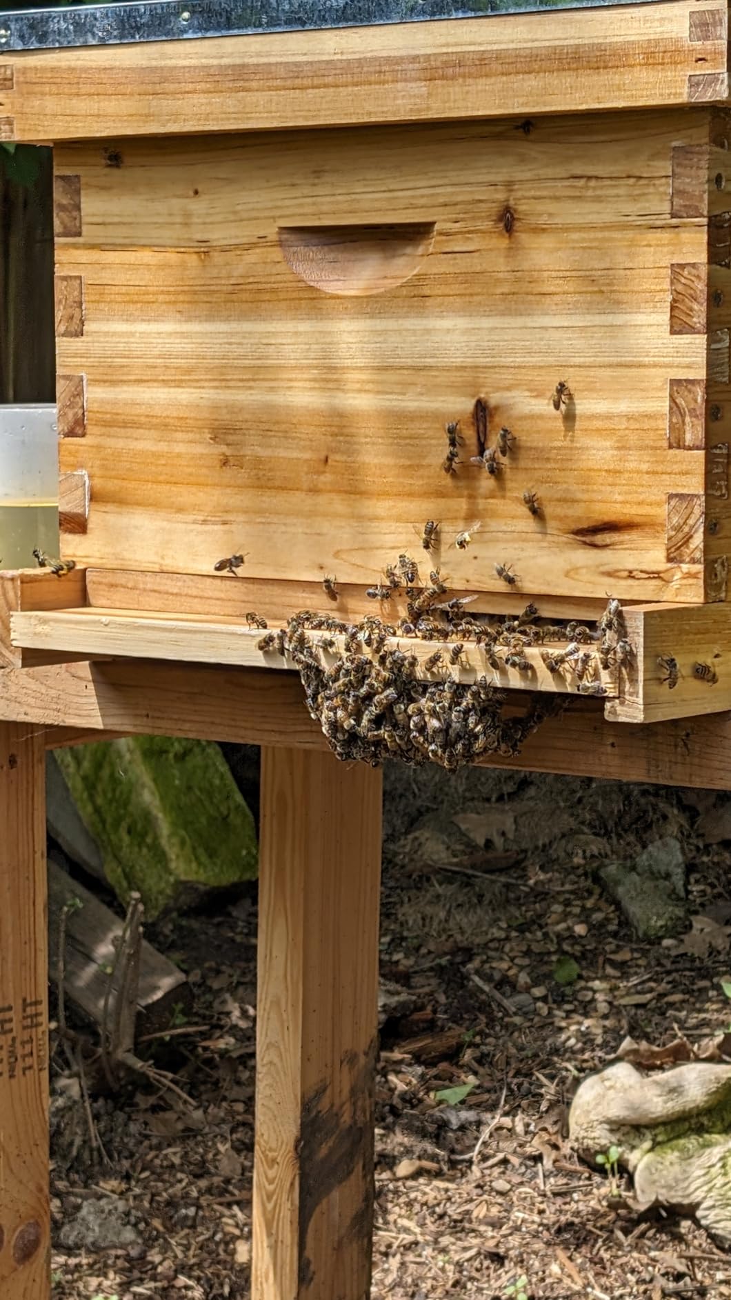 Honey Lake 8 Frame Beehive Starter Kit - Beeswax Coated Deep Beehive Box with Frames, Complete Beekeeping Kit for Beginners with Bee Smoker, Hive Tools, Brush, Gloves & Veil Hat customer photo 2