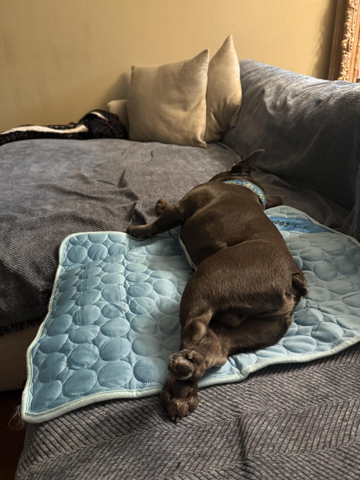 INSPECTOR TAIL Dog Cooling Mat, Indoor & Outdoor, Large Self Cooling Pad | No Freeze Needed, Breathable, Washable, Portable Cooling Mat for Dogs with Travel Bag, Fits Car, Crate, Floor & Bed, 39