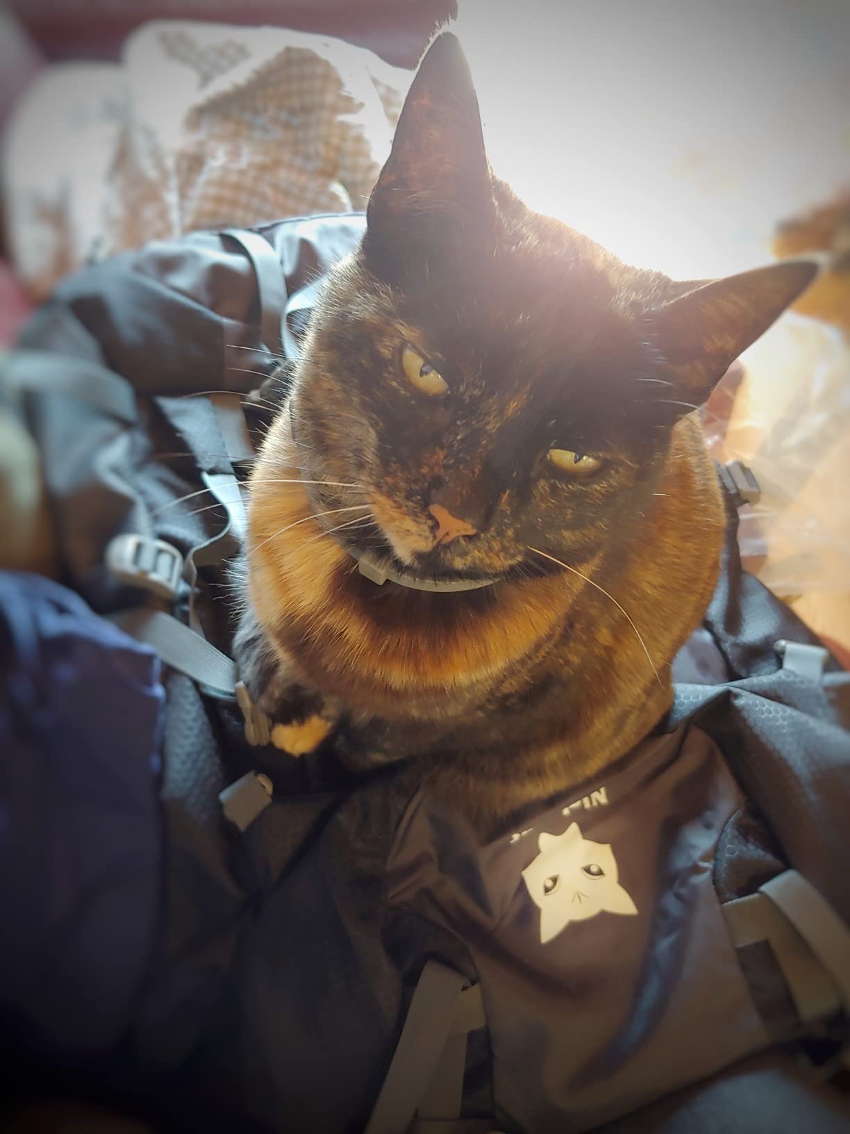 Night Cat Hiking Backpacks 70L Camping Backpacking Packs for Men Women Lightweight Outdoor for Mountaineering Traveling, No Internal Frame customer photo 1