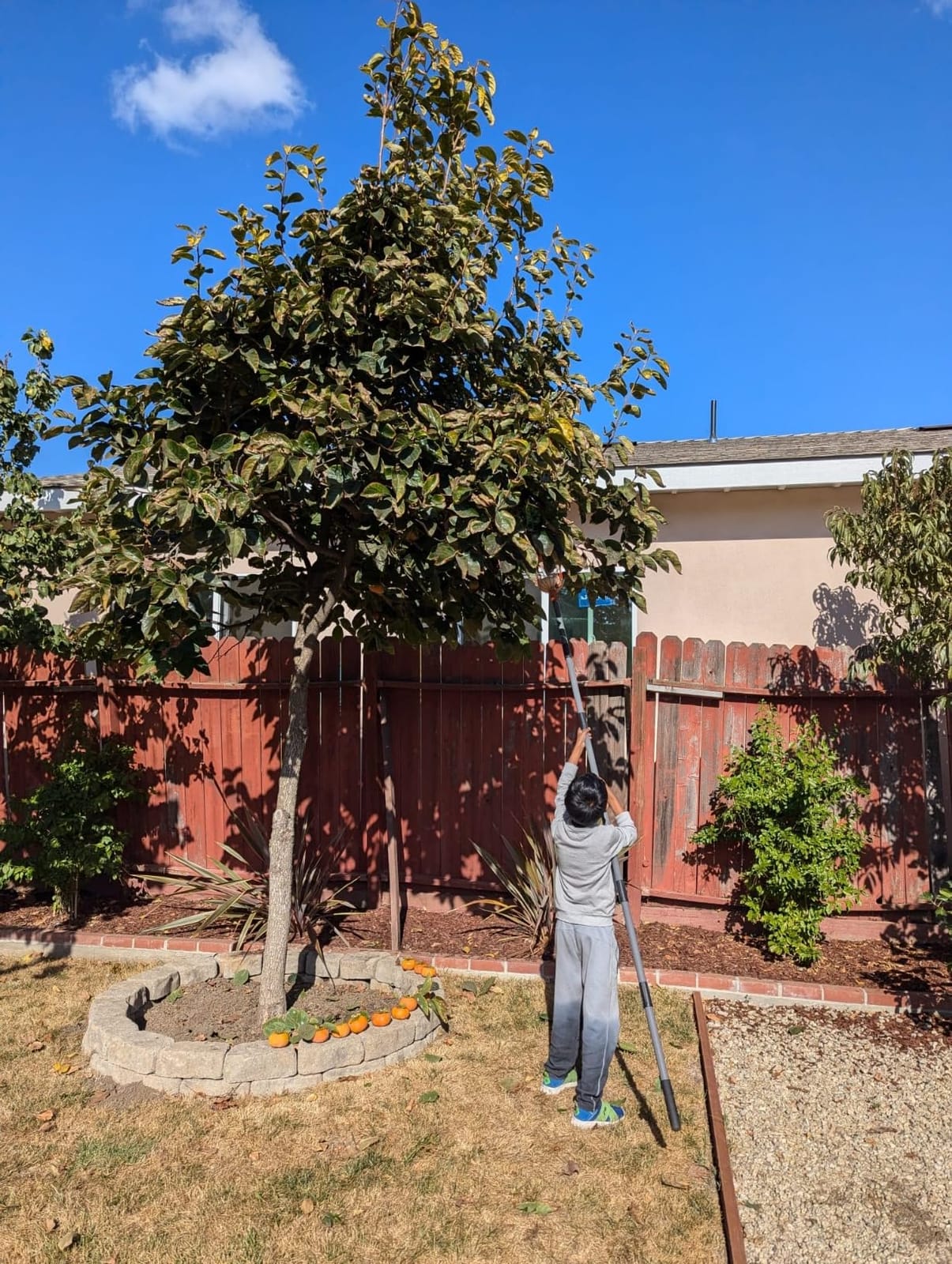 Walensee 13FT Fruit Picker Pole with Basket, 35-158 Inch Adjustable Mango Picker Tool, Stainless Steel Telescoping Cherry Picker customer photo 2
