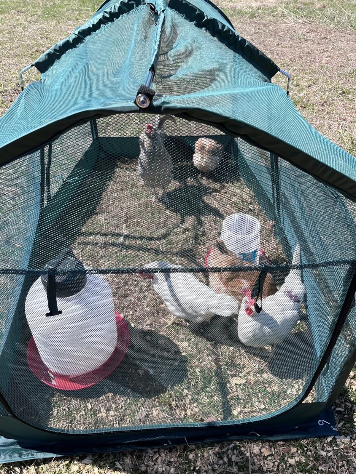 ANC POP Portable Chicken Run Large Pop-Up Chicken Pen for Small Animals Outdoor Gardening Net with 3 Doors and Handbag, Easy to Install and Storage, Green customer photo 1