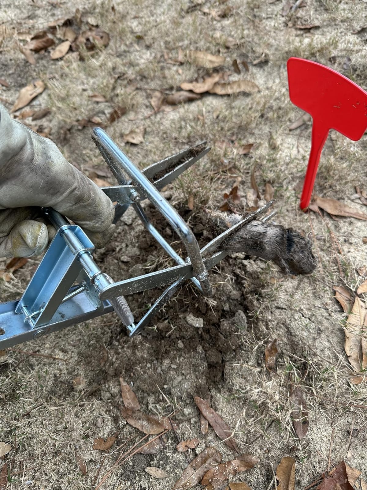 2 Pack Mole Traps,Galvanized Steel Scissor Trap,Reusable Mole Trap Killer,Easy Set Trap for Lawns customer photo 1