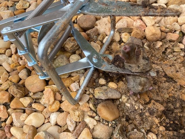 2 Pack Mole Traps,Galvanized Steel Scissor Trap,Reusable Mole Trap Killer,Easy Set Trap for Lawns customer photo 2