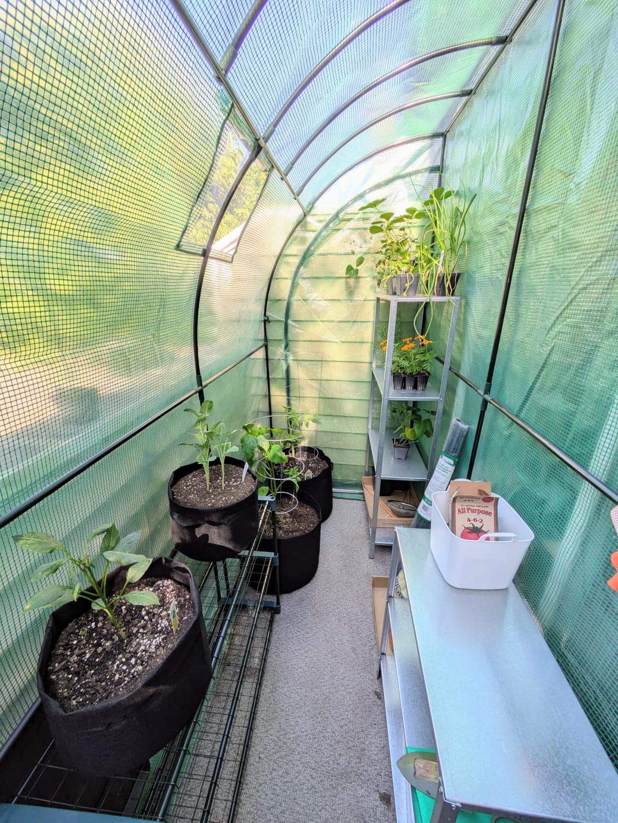 Ohuhu Tomato Greenhouse for Outdoors: Portable Lean to Green House Heavy Duty with Roll-Up Zippered Door, Tall Plastic Greenhouses for Outside Plants Growing Shed Tent for Backyard, 6.6x2.5x5.6 FT customer photo 1
