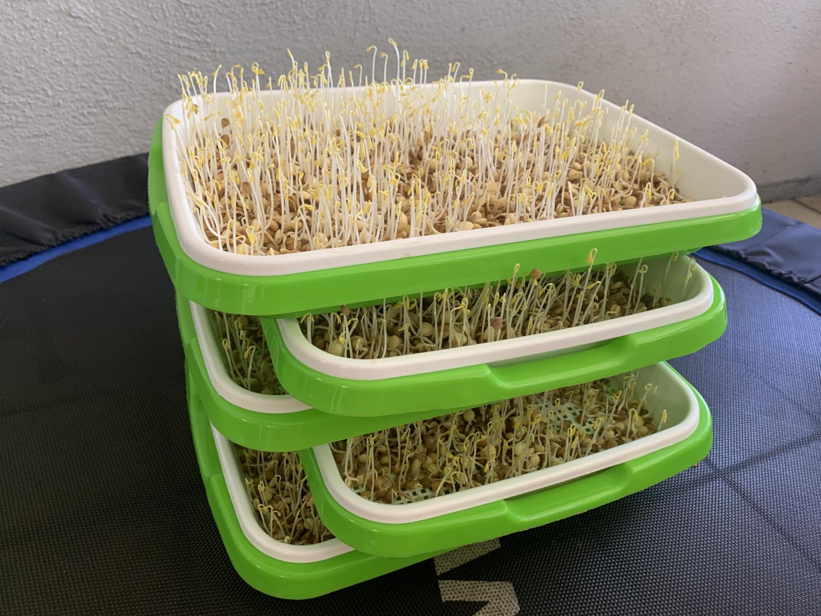 Legigo 10 Pack Seed Sprouter Trays- Soil-Free Cultivation Germination Tray, BPA Free Nursery Tray with Planting Paper for Indoors or Outdoors Sprouting Seeds, Grow Grass, Beans (Without Lids) customer photo 1