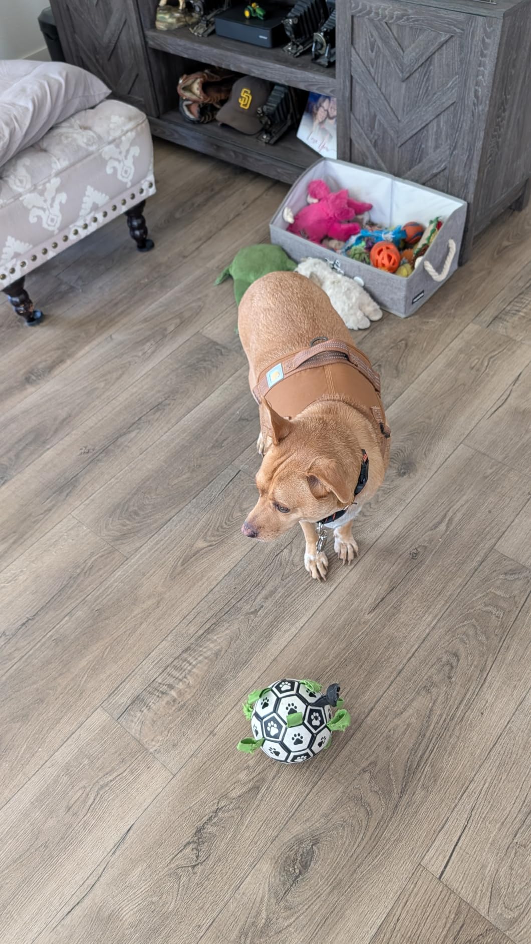 Carhartt Nylon Duck No Pull Dog Harness Carhartt Brown M | Fully Adjustable Dog Harness with Quick Control Handle and Reflective Accents customer photo 1