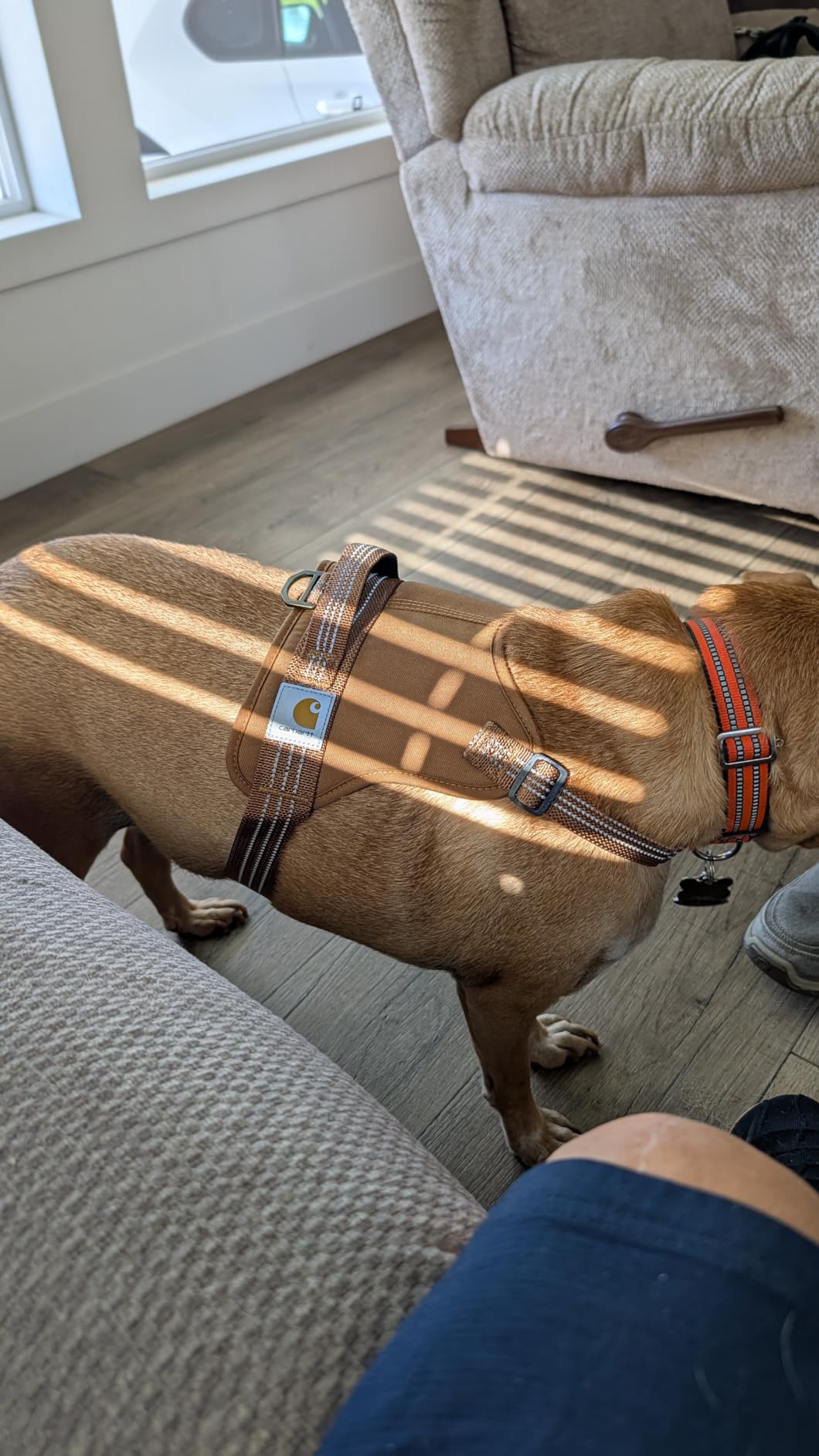 Carhartt Nylon Duck No Pull Dog Harness Carhartt Brown M | Fully Adjustable Dog Harness with Quick Control Handle and Reflective Accents customer photo 2