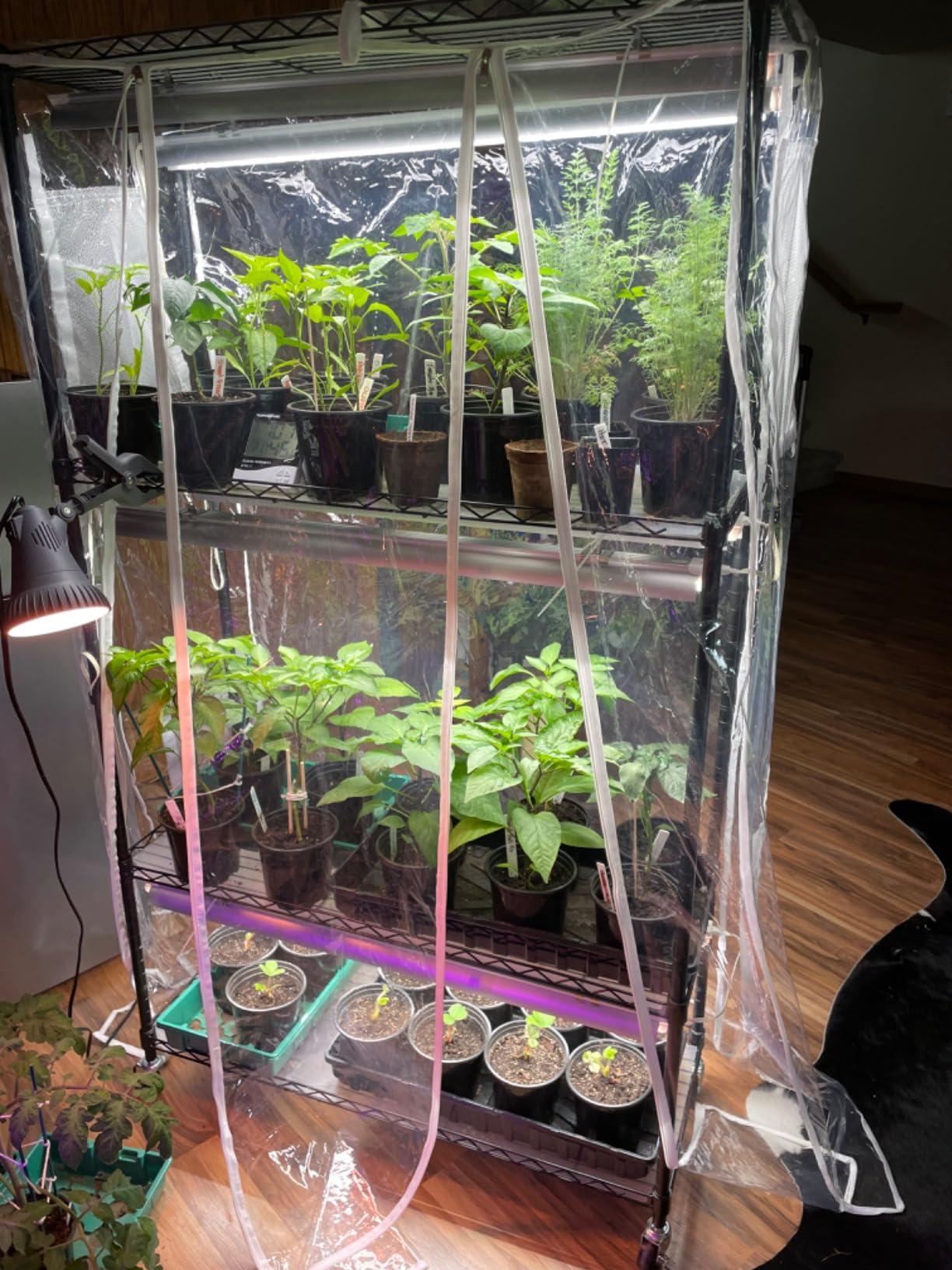 Barrina CX5Z Indoor Greenhouse with Grow Light, 180W, 4-Tier 35.4x13.8x59IN | Full Spectrum T8 Plant Lights, Portable Metal Plant Stand Tent, Timer, Thermometer for Seed Starting customer photo 1