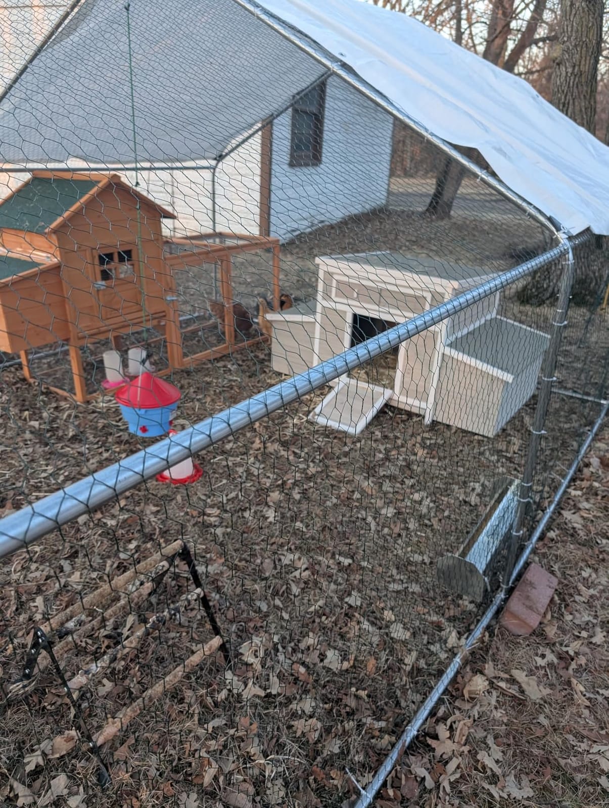 CHIKENCOOP 9.8 x 6.5 x 6.5 ft Metal Chicken Coop, Chicken Run with Cover | Walk-in outdoor enclosure with waterproof UV-resistant cover, reinforced frame, and 47 x 40 in eucalyptus perch customer photo 1