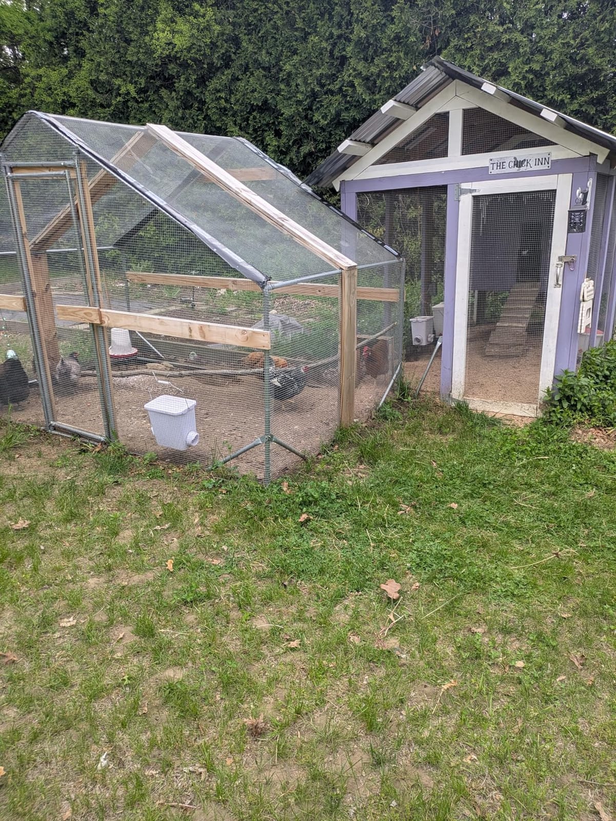 CHIKENCOOP 9.8 x 6.5 x 6.5 ft Metal Chicken Coop, Chicken Run with Cover | Walk-in outdoor enclosure with waterproof UV-resistant cover, reinforced frame, and 47 x 40 in eucalyptus perch customer photo 2