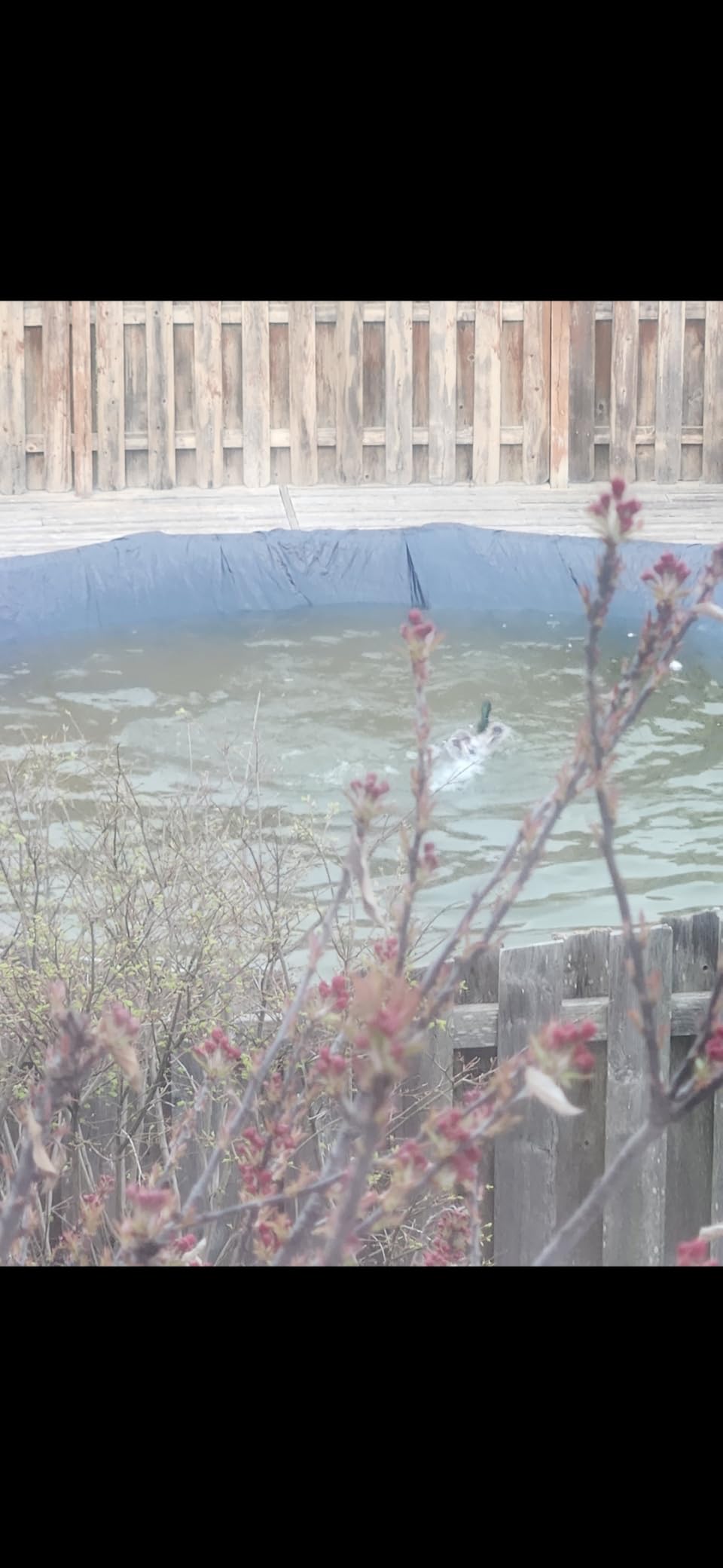 24 ft Round Pool Cover for Above Ground Pools, Above Ground Pool Cover, Swimming Pool Cover, Winter Pool Cover, Keeps Out Debris, Cold and UV Resistant, Supreme Mesh, Navy Blue customer photo 2