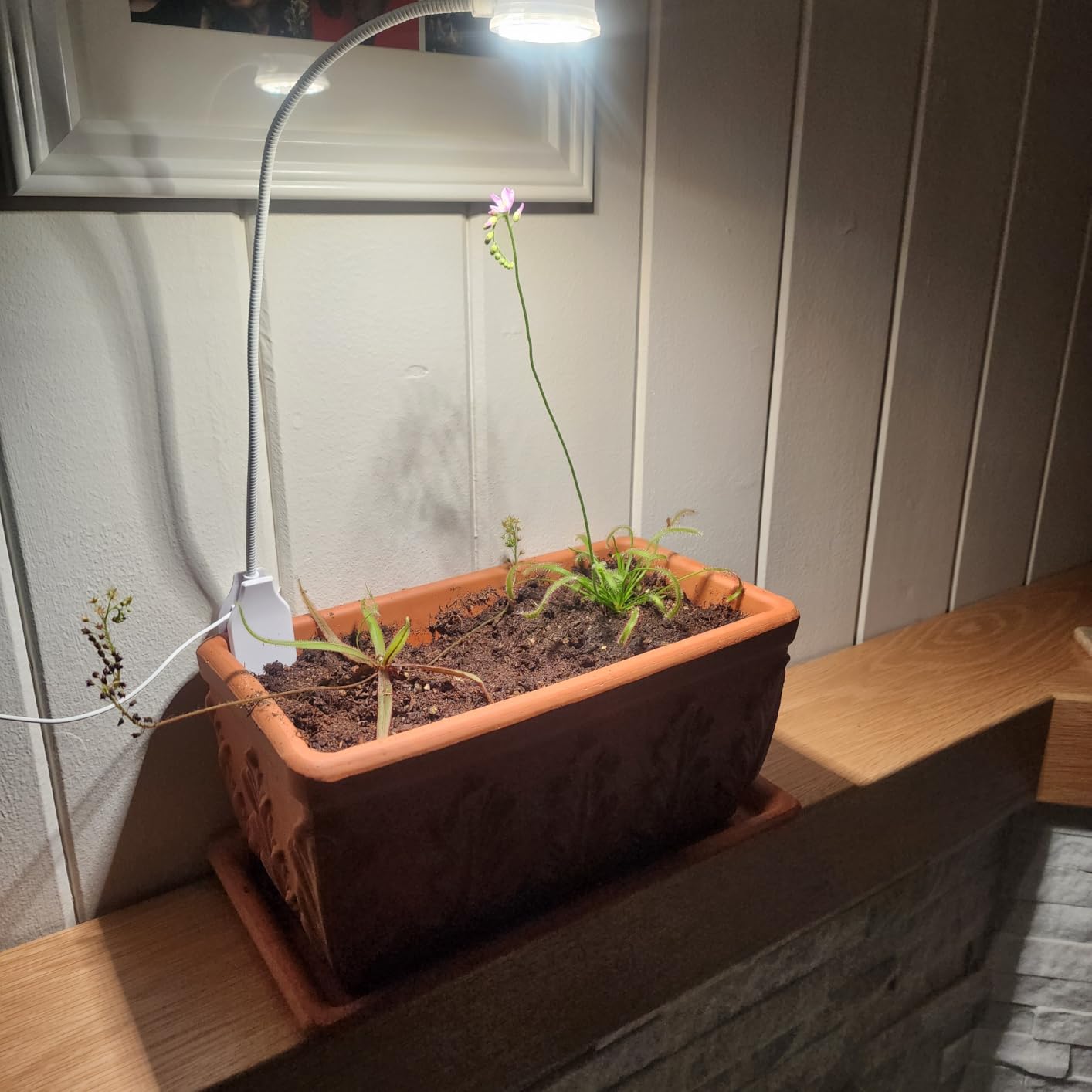 SANSI Grow Lights for Indoor Plants, Pot Clip-On Plant Light, 2-Pack | Full spectrum LED plant lamps for indoor growing; 4-level dimmable; 3/6/12H timer; 5V pot clip lights for small plants customer photo 2