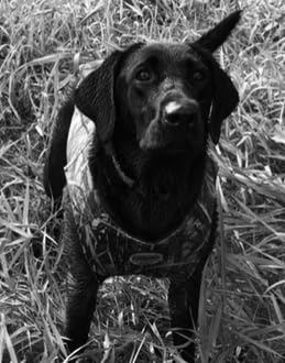 Dogtra 1900S Wetlands Boost & Lock Remote Dog Training E-Collar, 3/4-Mile Range, Waterproof, Rechargeable, High-Output, Camouflage customer photo 1