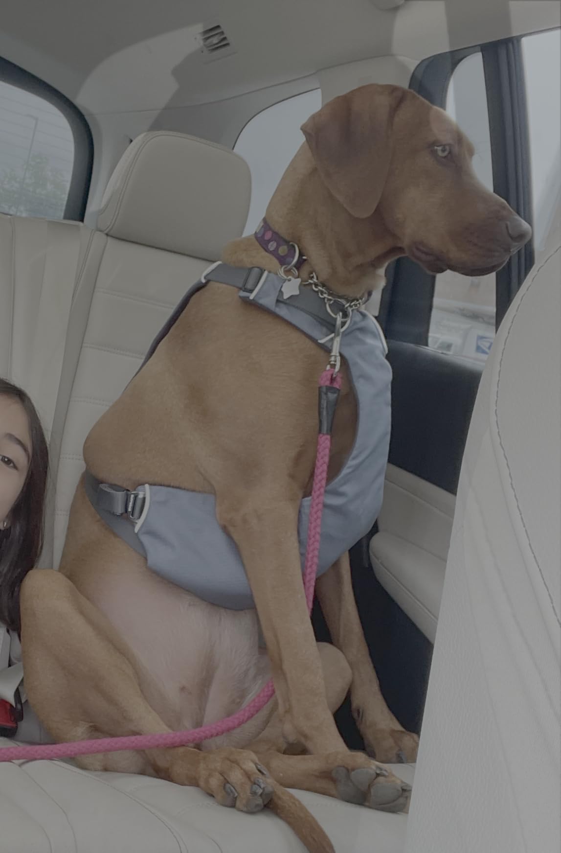 Ruffwear Load Up Dog Car Harness, Padded Adjustable Travel Restraint with Universal Seat Belt Attachment and Strength-Rated Metal Hardware, for Road Trips in Cars & SUVs, Slate Blue, Large/X-Large customer photo 2