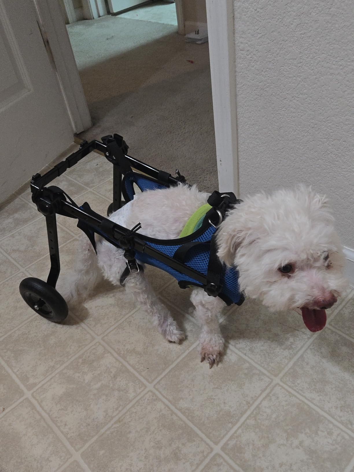 Dog Wheelchair for Back Legs, Adjustable Support for Small Dogs, M | Lightweight design helps small dogs maintain mobility, comfort, and independence during daily activities customer photo 2