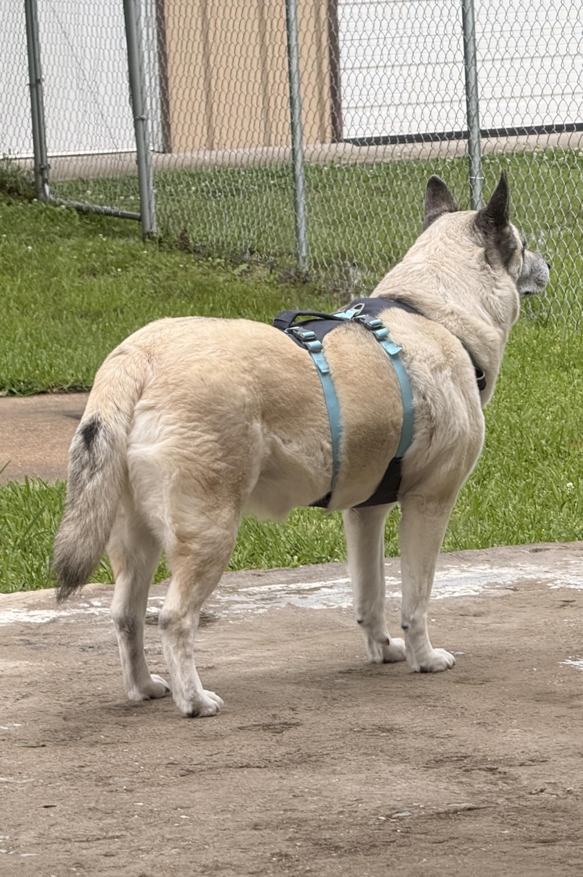 Ruffwear Flagline Dog Harness, Lightweight and Reflective, No Pull Dog Lift Harness for Hiking, Running and Everyday Use, Basalt Gray, Medium customer photo 1