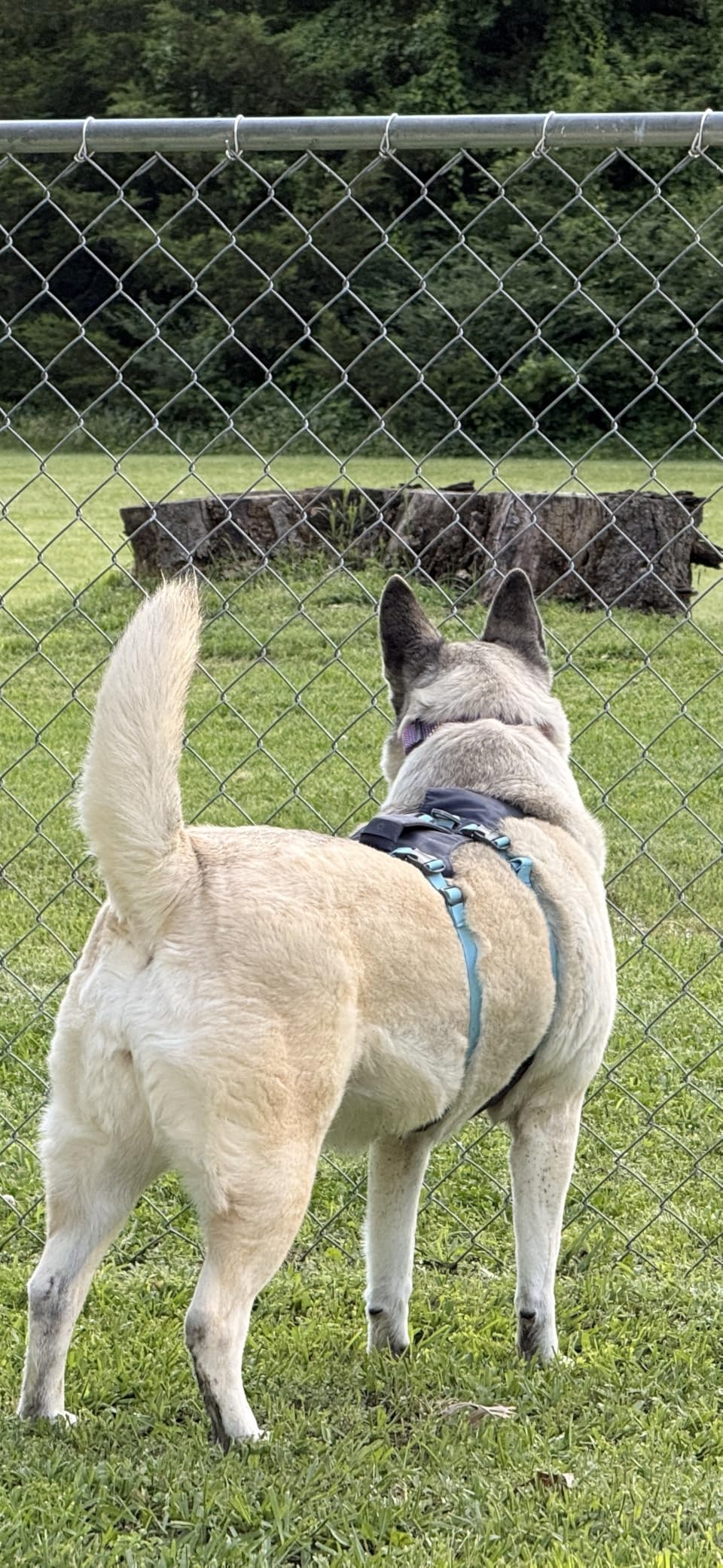 Ruffwear Flagline Dog Harness, Lightweight and Reflective, No Pull Dog Lift Harness for Hiking, Running and Everyday Use, Basalt Gray, Medium customer photo 2