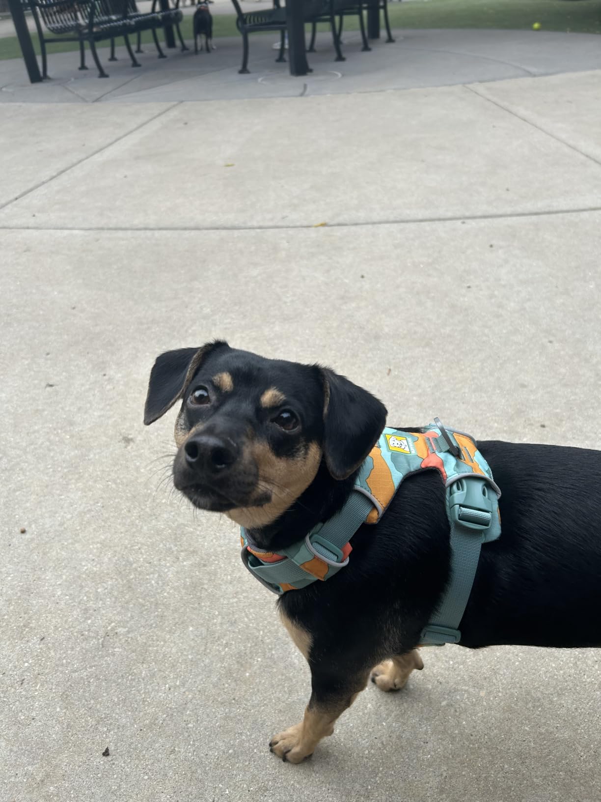 Ruffwear Front Range Dog Harness, Reflective Soft Padded Everyday Harness with Dual Leash Clips, Adjustable and Lightweight Fit for Training or Walking for All Dogs, Basalt Gray, Medium customer photo 2