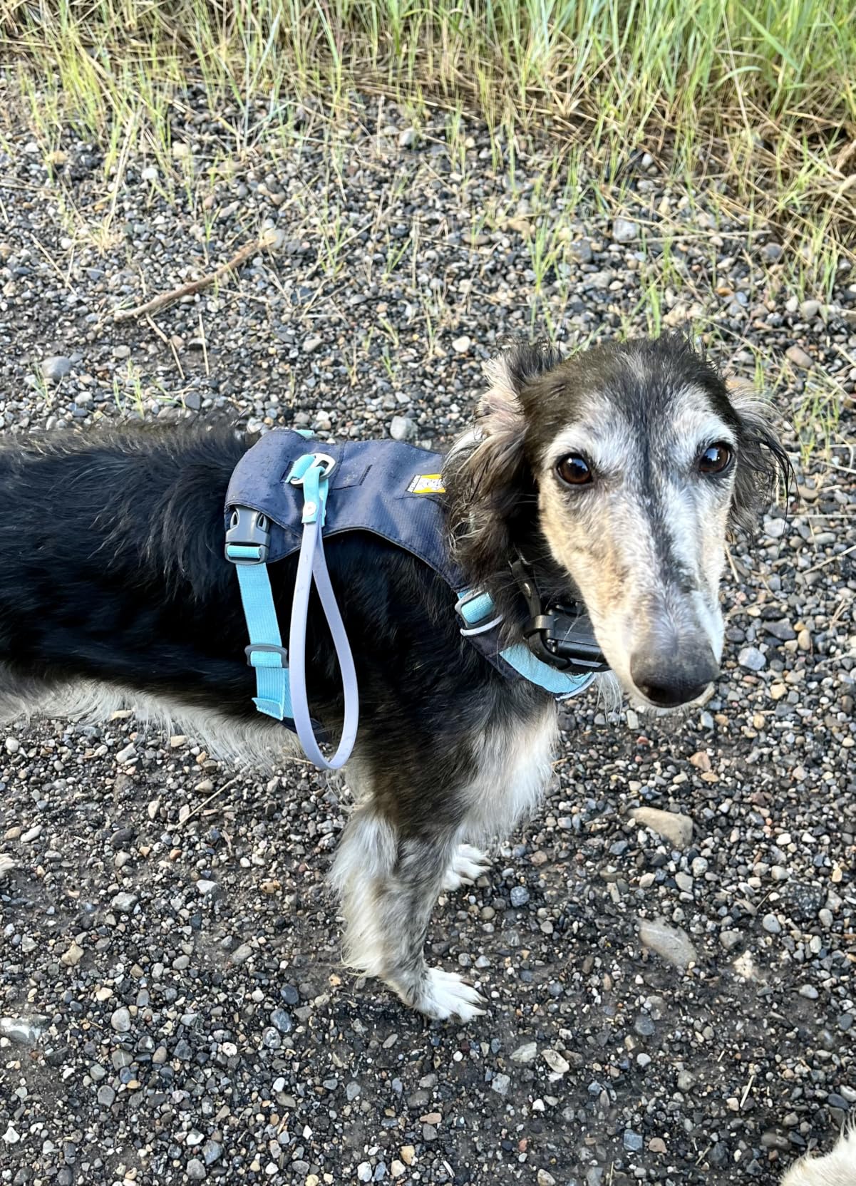 Ruffwear Hi & Light, Everyday Lightweight Dog Harness, Trail Running, Walking, Hiking, All-Day Wear, Basalt Gray, XX-Small customer photo 1