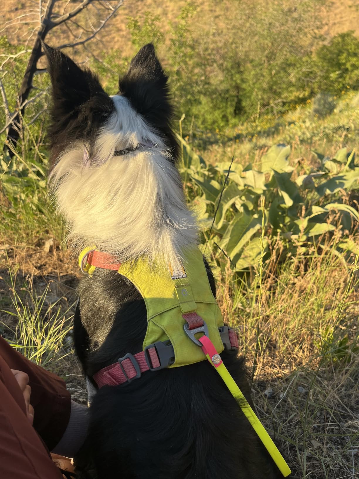 Ruffwear Hi & Light, Everyday Lightweight Dog Harness, Trail Running, Walking, Hiking, All-Day Wear, Basalt Gray, XX-Small customer photo 2