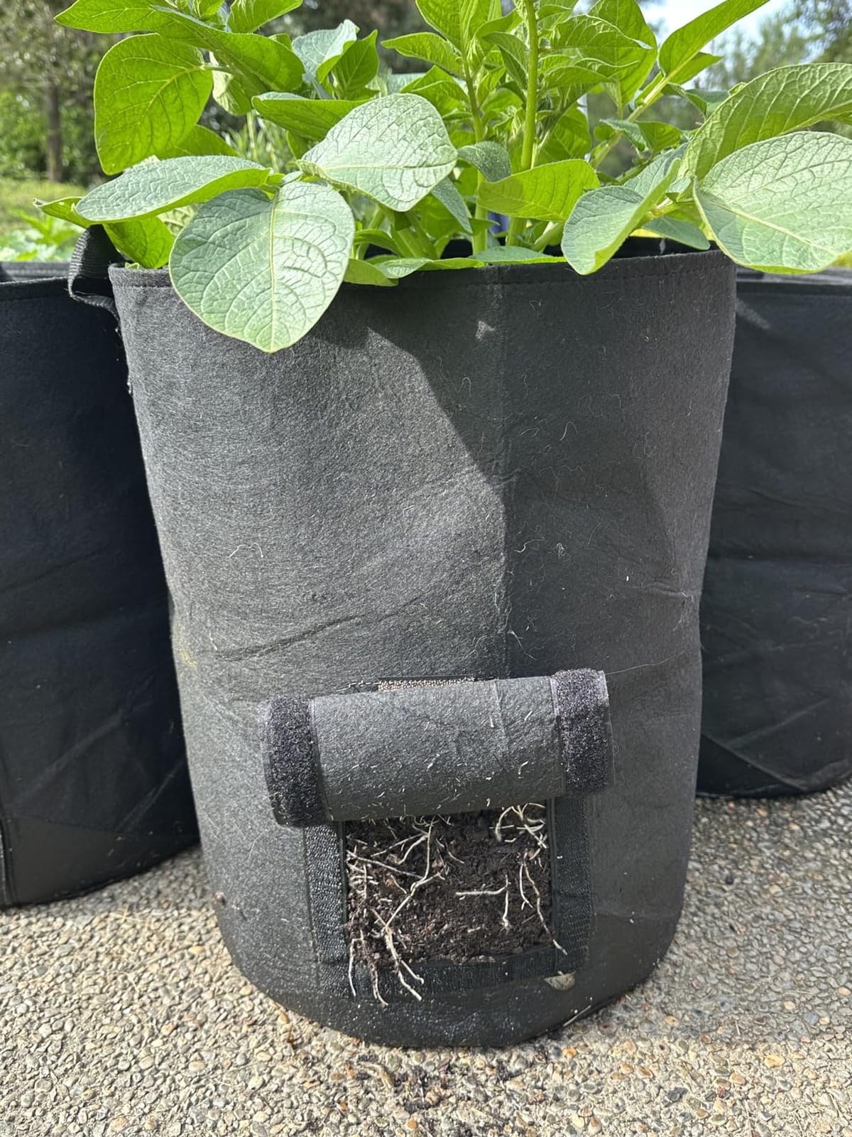 4-Pack 10 Gallon Potato Grow Bags with Flap Window, Heavy Duty Aeration Fabric Pots with Handles for Garden and Planting(Black) customer photo 1