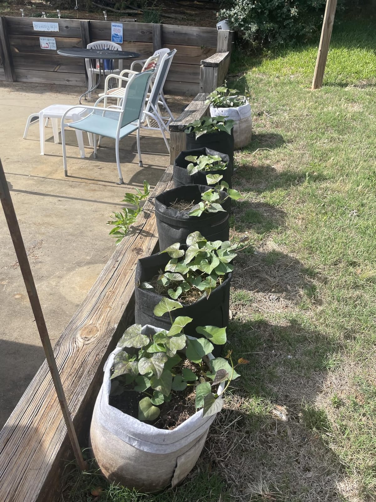 4-Pack 10 Gallon Potato Grow Bags with Flap Window, Heavy Duty Aeration Fabric Pots with Handles for Garden and Planting(Black) customer photo 2