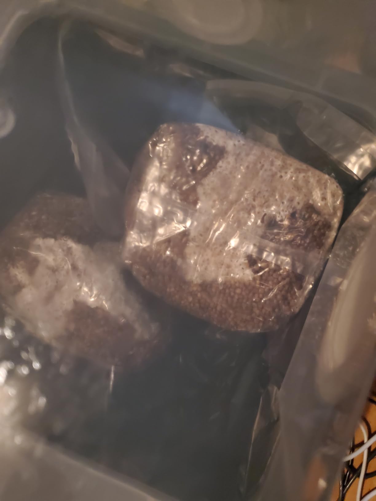 Myco Labs Grower's Select 28Q Cube Mushroom Monotub Fruiting Chamber with Filter Disks and Liner customer photo 1