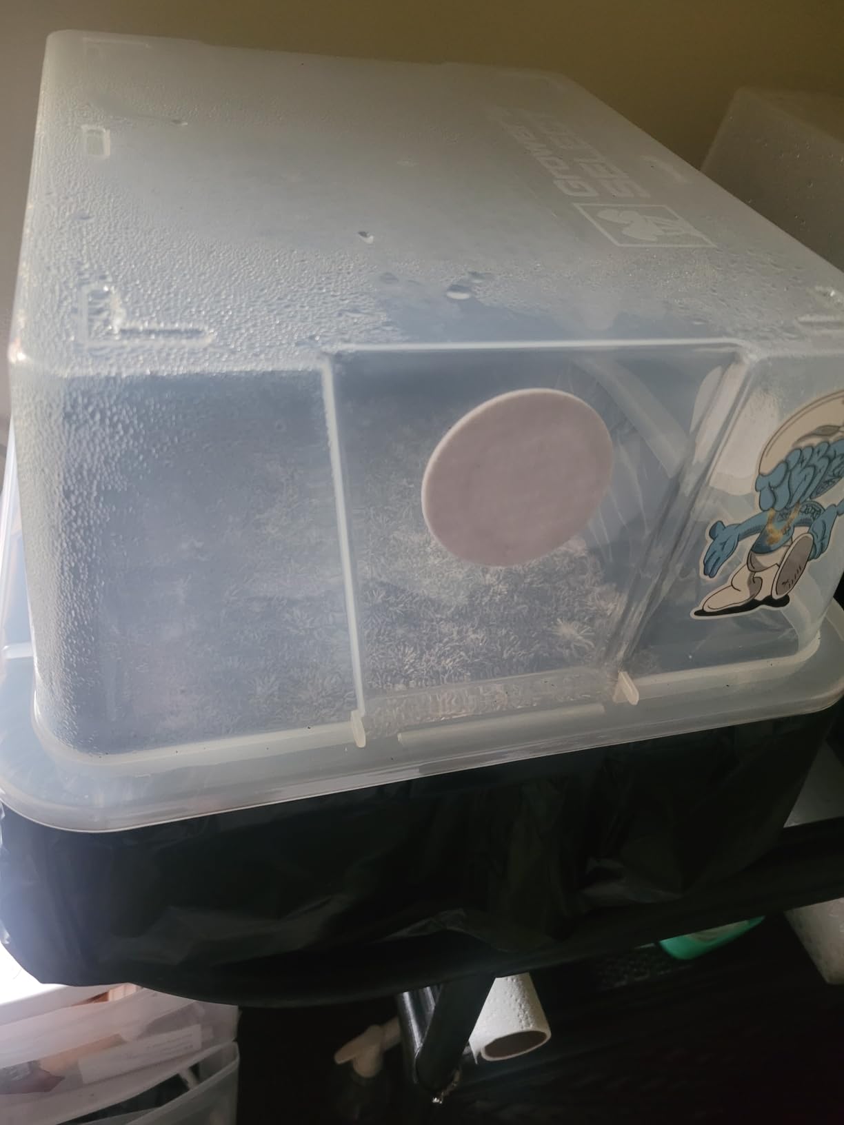 Myco Labs Grower's Select 28Q Cube Mushroom Monotub Fruiting Chamber with Filter Disks and Liner customer photo 2