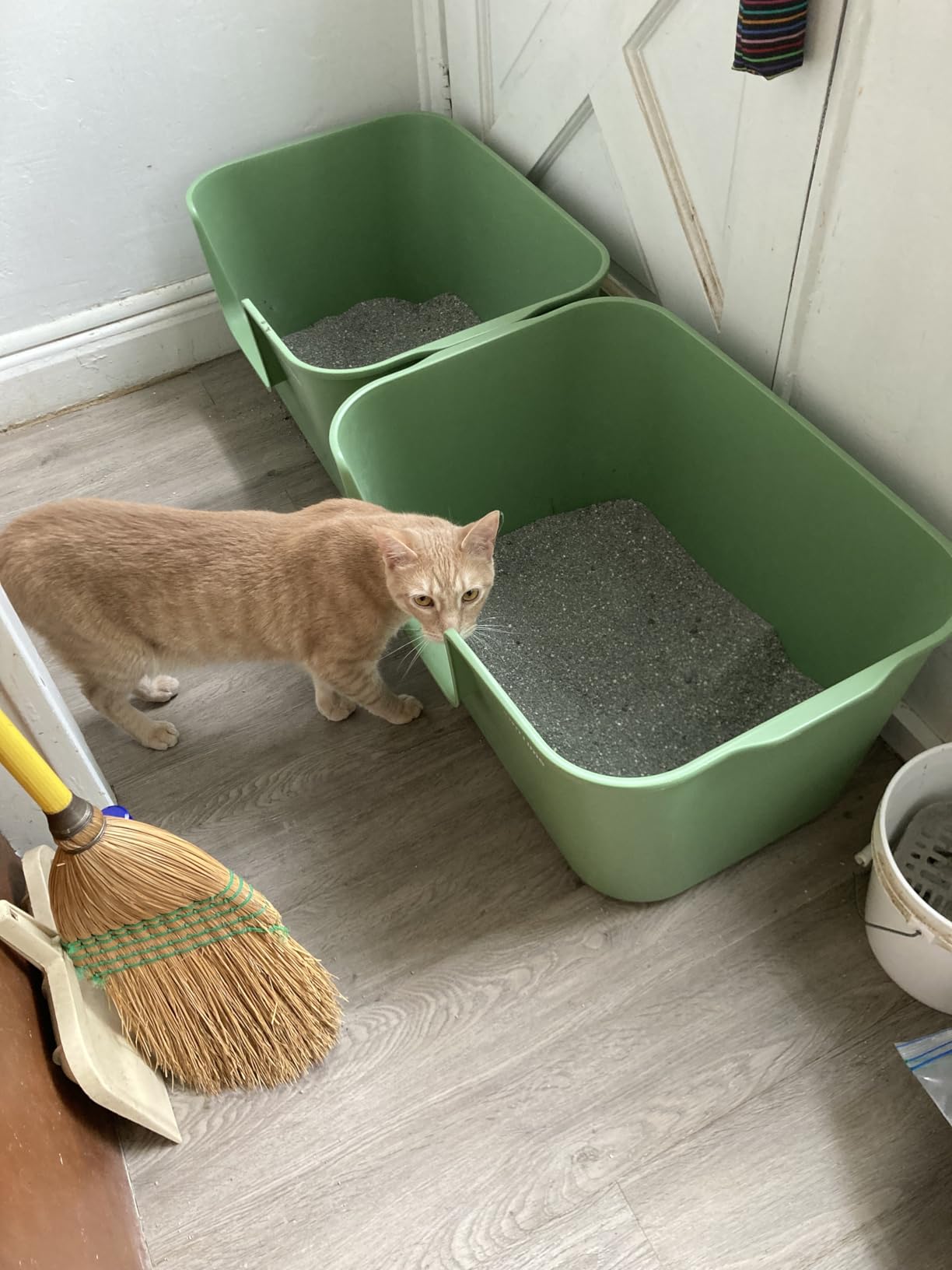 Extra Large Kitty Litter Box with High Sides customer photo 2