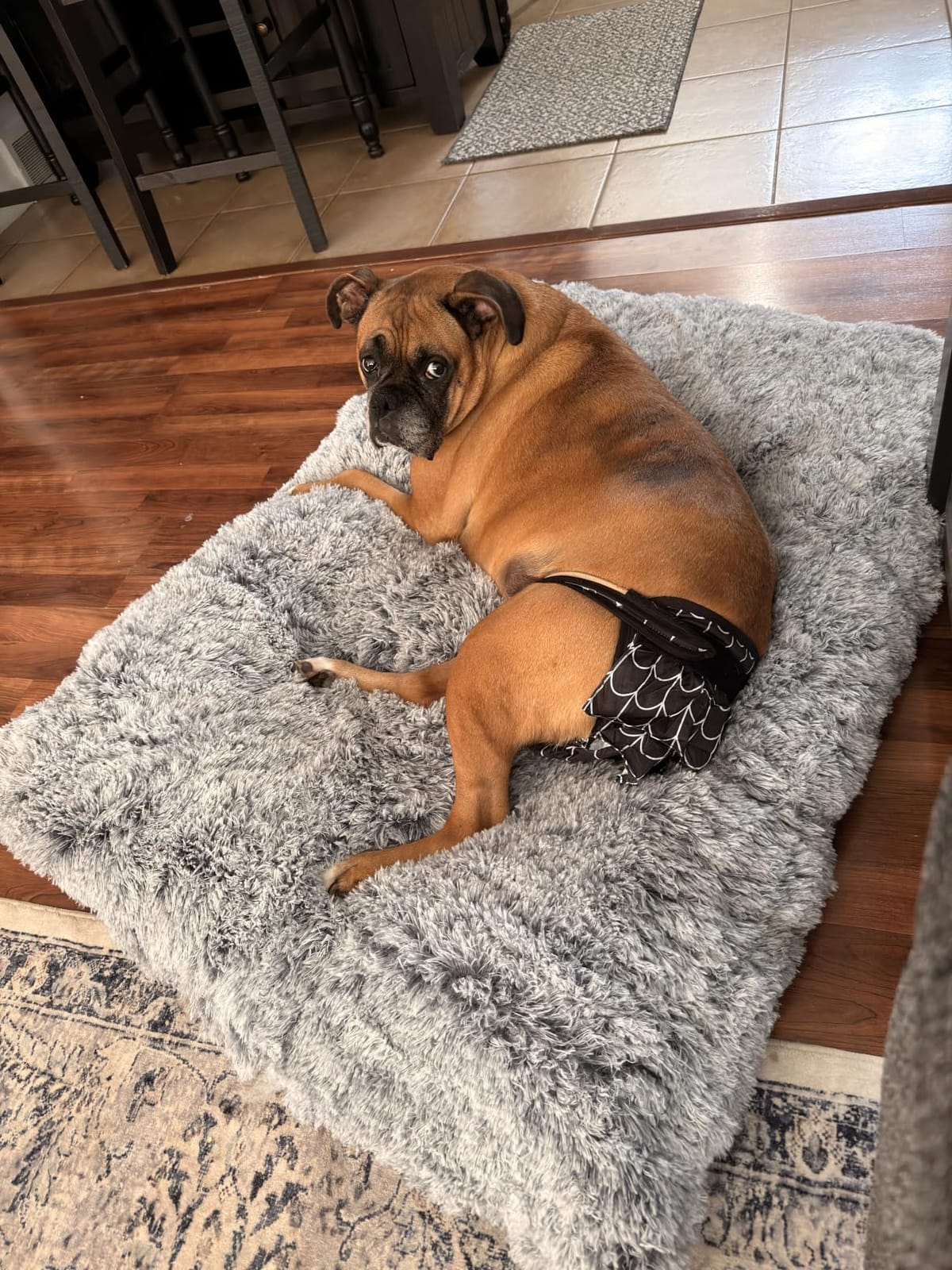 EHEYCIGA Fluffy Dog Crate Bed for Medium Dogs, Plush Crate Pad, Camel customer photo 1