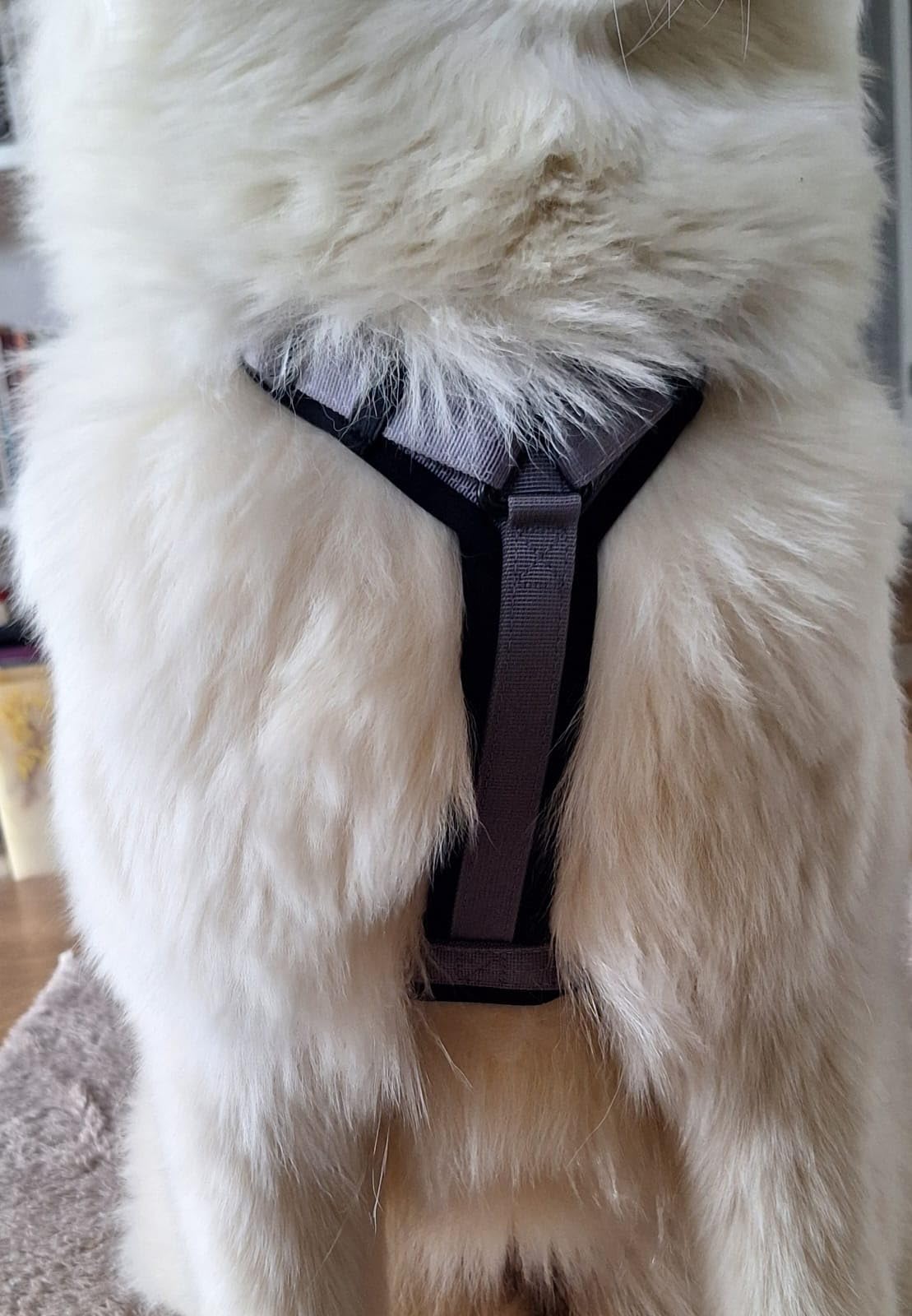 Premium Explorer Harness - Y-Shaped Dog Harness with Adjustable Durable Nylon, Soft Padding, Metal Buckles and Leather Handle for Small, Medium, Large Dogs (Oregon Haze, Size 1) customer photo 2