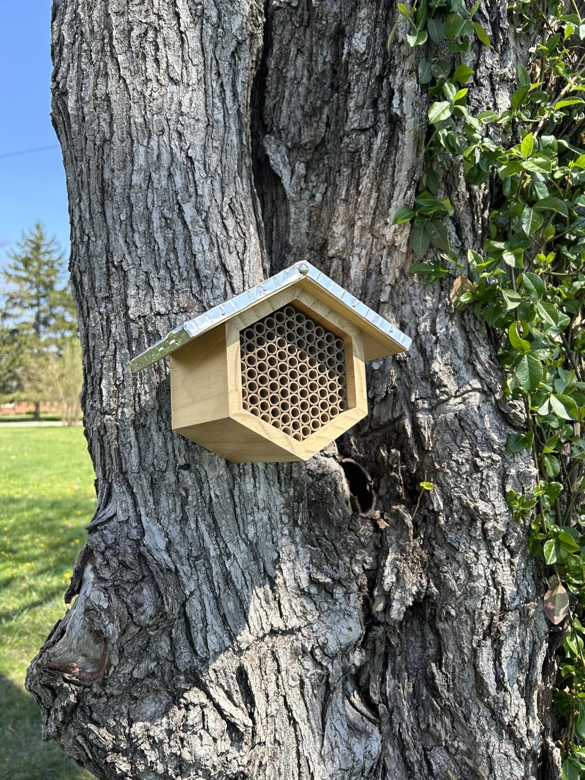 Rivajam Beekeeper Pro Mach II Mason Bee House - Strong + Waterproof Bee Hotel & Insect Habitat - Replaceable Mason Bee Tubes Filled Bee Houses for the Garden - Pollinator House Gardening Gifts customer photo 1