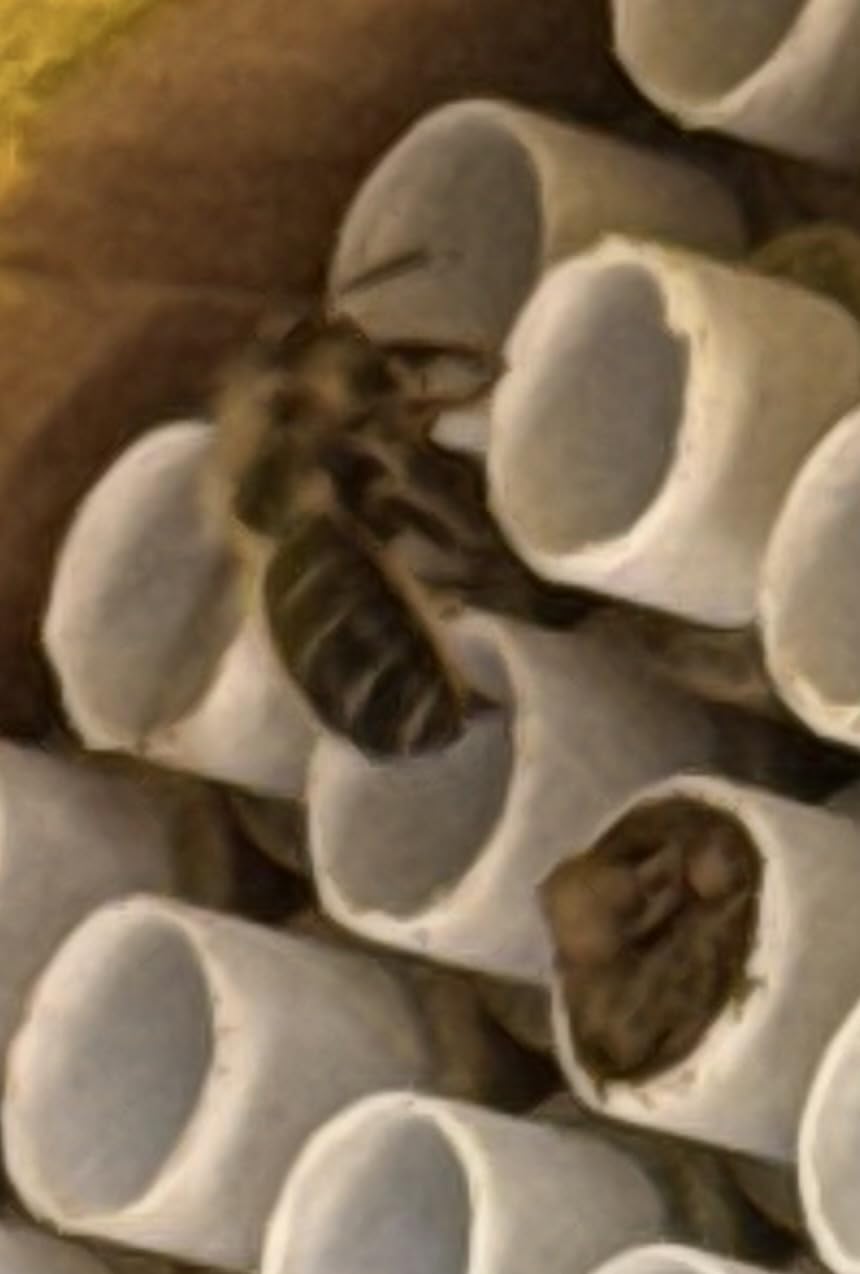 Rivajam Beekeeper Pro Mach II Mason Bee House - Strong + Waterproof Bee Hotel & Insect Habitat - Replaceable Mason Bee Tubes Filled Bee Houses for the Garden - Pollinator House Gardening Gifts customer photo 2