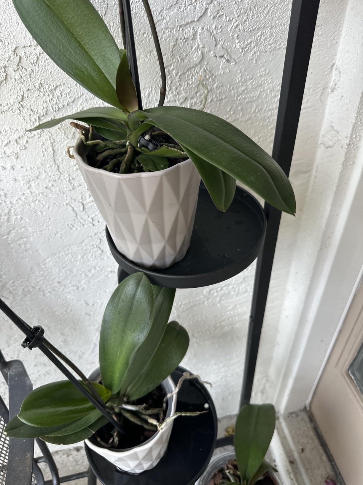 Bamworld Tall Plant Stand Indoor Outdoor Corner Metal Flower Pot Stands | 4 Tier Heavy Duty Plant Shelf for Multiple Plants Plant Table for Patio Garden Balcony Living Room Bedroom (Patent Design) customer photo 2