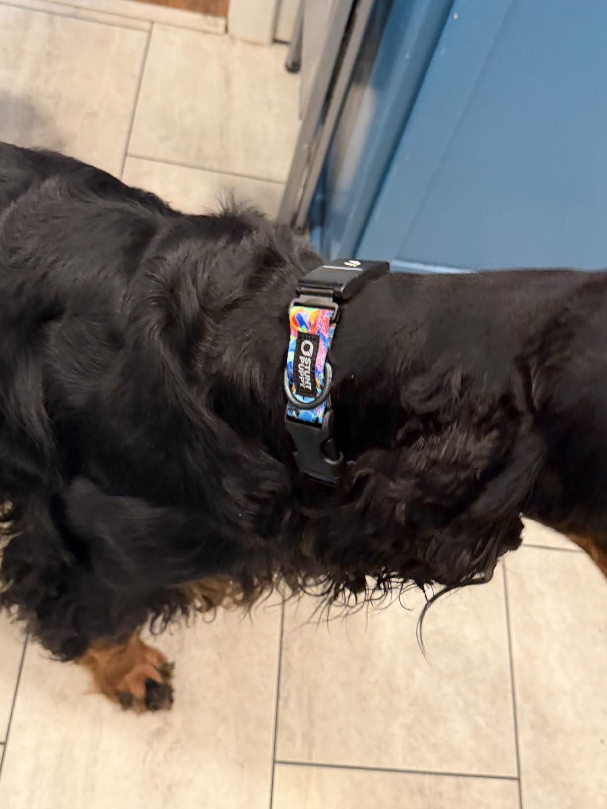 Stunt Puppy Dog Collar, Fi Series 3 and 3+ Ready, Frolic Summer, Large - Compatible with Fi GPS Device (Not Included) customer photo 1