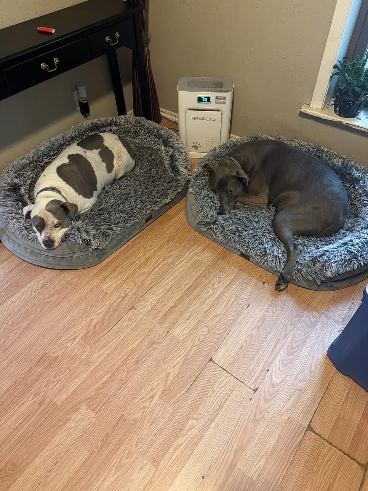 iweepet Fluffy Calming Orthopedic Dog Beds for Medium & Large Dogs, Supportive Dog Sofa Bed with 3.7 inch 28D Egg-Crate Foam, Removable Washable Plush Cover, Waterproof Lining, 41in, Grey customer photo 1