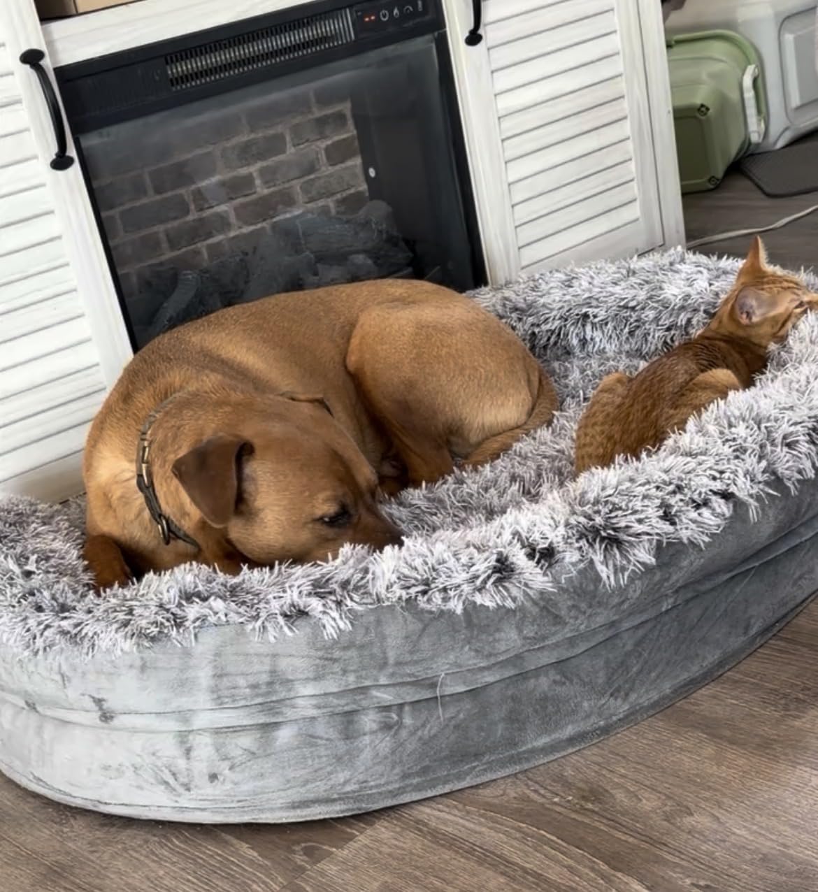 iweepet Fluffy Calming Orthopedic Dog Beds for Medium & Large Dogs, Supportive Dog Sofa Bed with 3.7 inch 28D Egg-Crate Foam, Removable Washable Plush Cover, Waterproof Lining, 41in, Grey customer photo 2