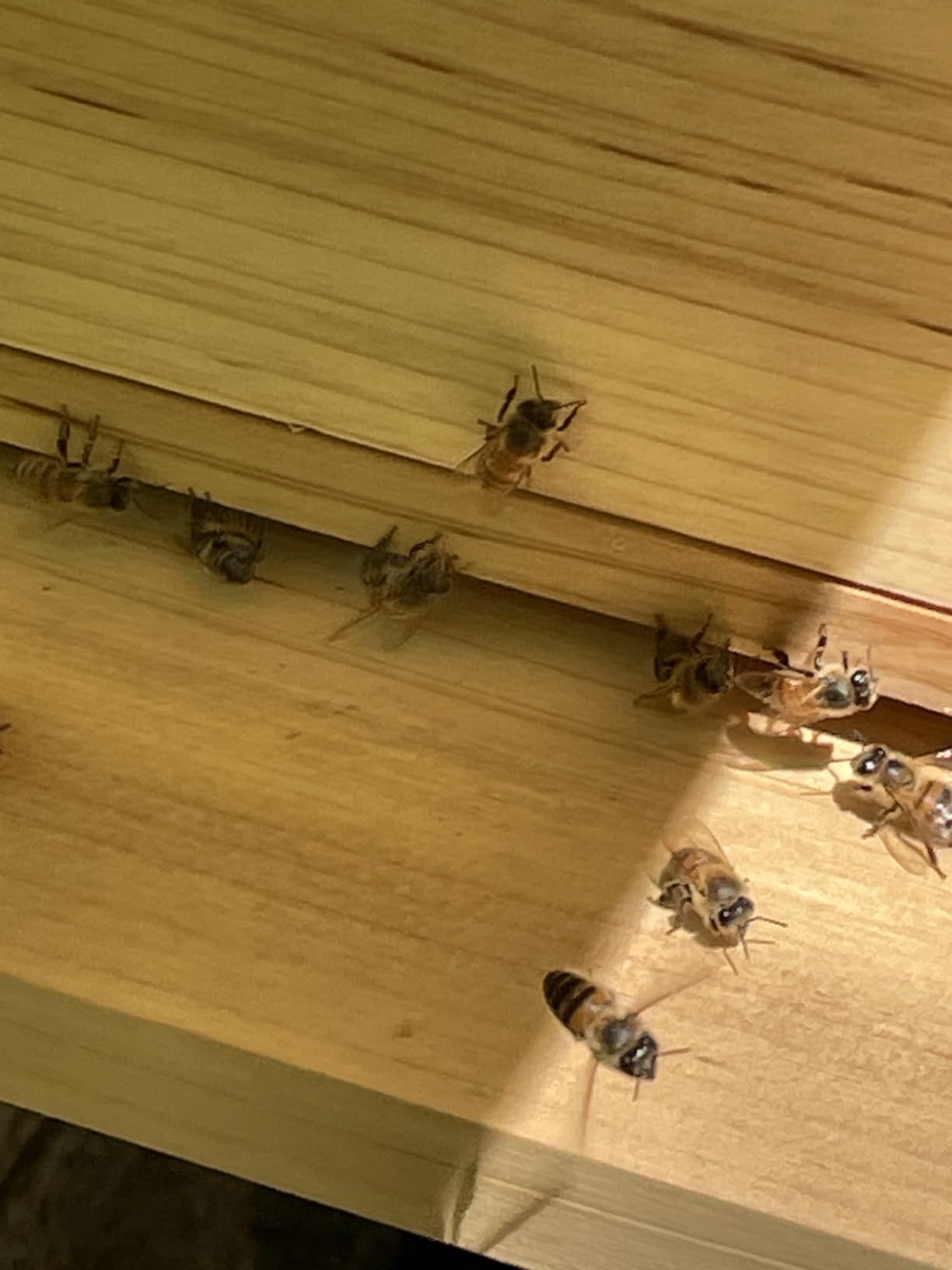 Bee Hive Boxes 10 Frame Langstroth Beehive, Complete Beehive Kit Includes 2 Deep Brood Bee Hives Box, 1 Medium Super Bee Box with Beehive Frames and Foundation customer photo 1