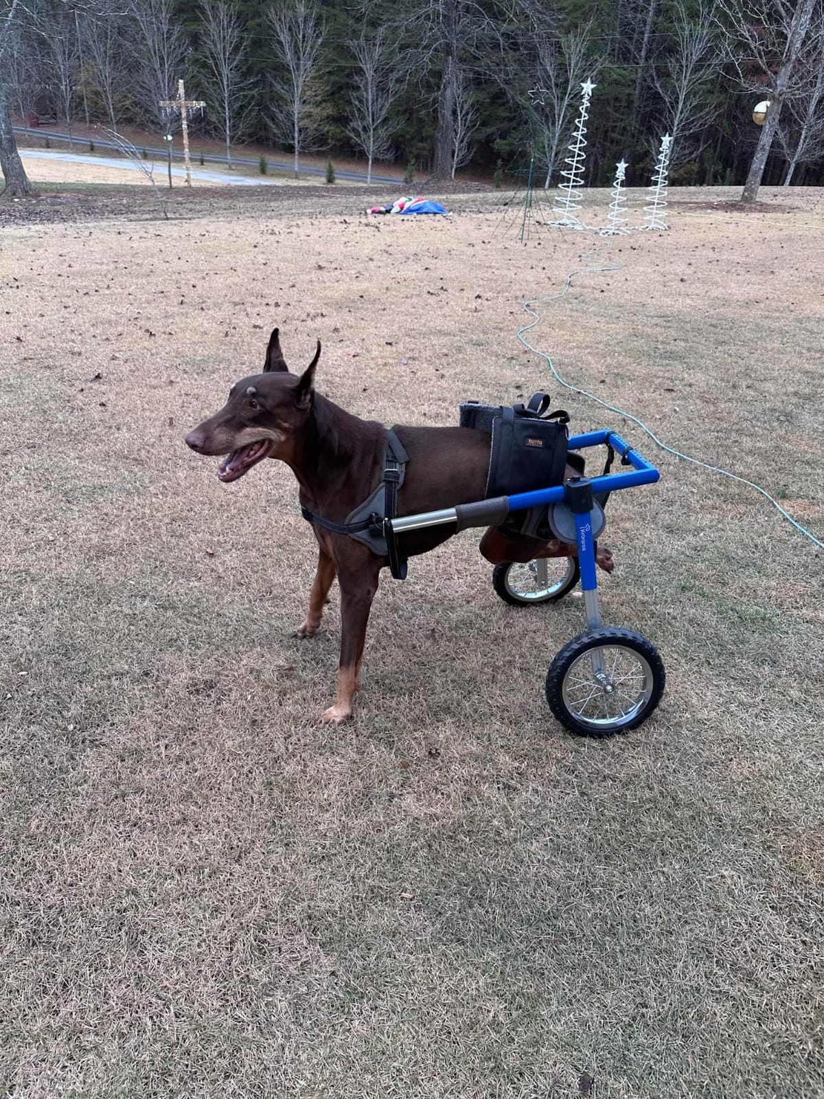 Dog Wheelchair for Back Legs, Dog Wheelchair with All-Terrain Tires & Durable Bearings, Large Dog Wheelchair for Back Legs, 55.1-88.1 lbs (XL) customer photo 2