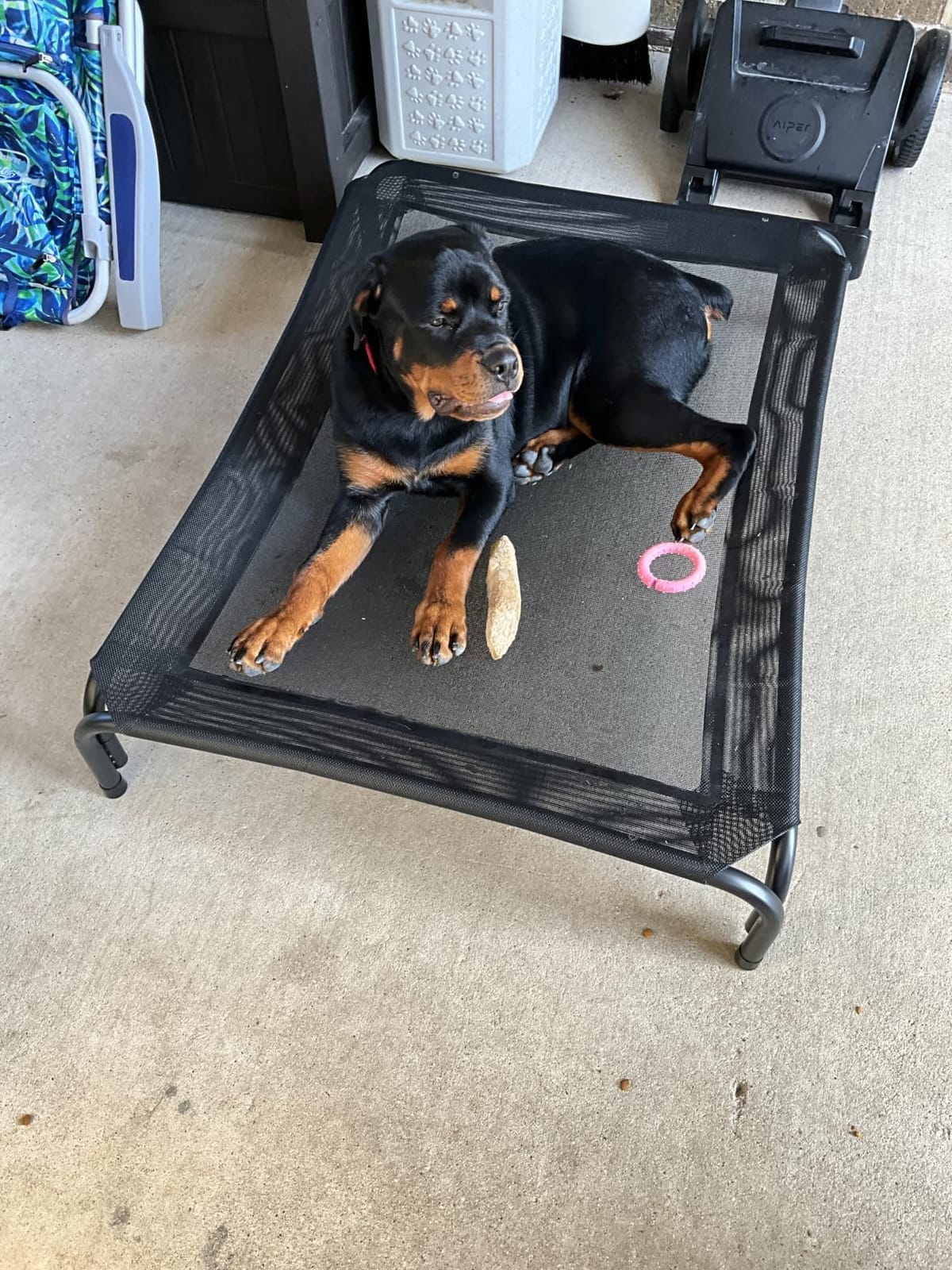 Elevated Dog Bed Raised Outdoor Dog Cot for Large Dogs, Installation Requires No Tools, Frame with Washable Cooling Breathable Mesh Anti-Slip Feet, Indoor Pet Bed, Black, 43.3 Inches customer photo 2