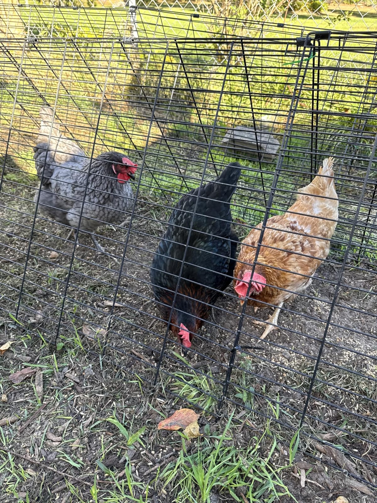 VEVOR Chicken Tunnels for Yard, Metal Poultry Playpen for Outside with Waterproof Cover & Corner Frames, 157.5 x 39.4 x 24.2 inch(LxWxH), Also Widely Used for Ducks, Rabbits, Geese Coop customer photo 1
