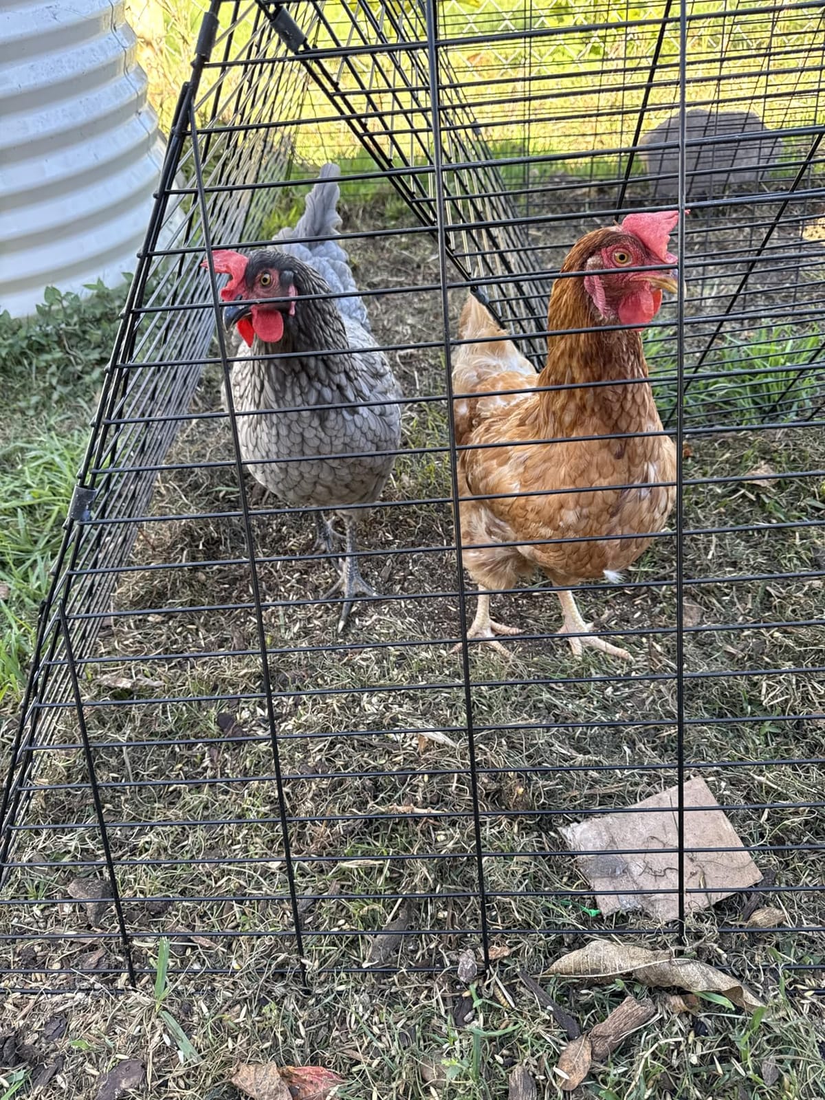VEVOR Chicken Tunnels for Yard, Metal Poultry Playpen for Outside with Waterproof Cover & Corner Frames, 157.5 x 39.4 x 24.2 inch(LxWxH), Also Widely Used for Ducks, Rabbits, Geese Coop customer photo 2