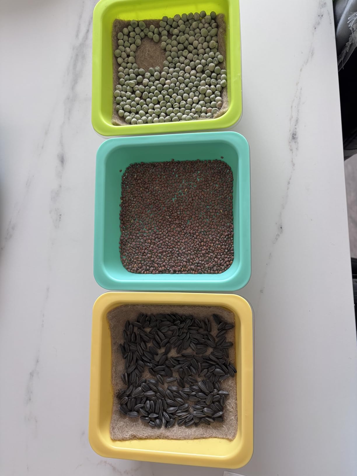 Microgreen Growing Trays, 5