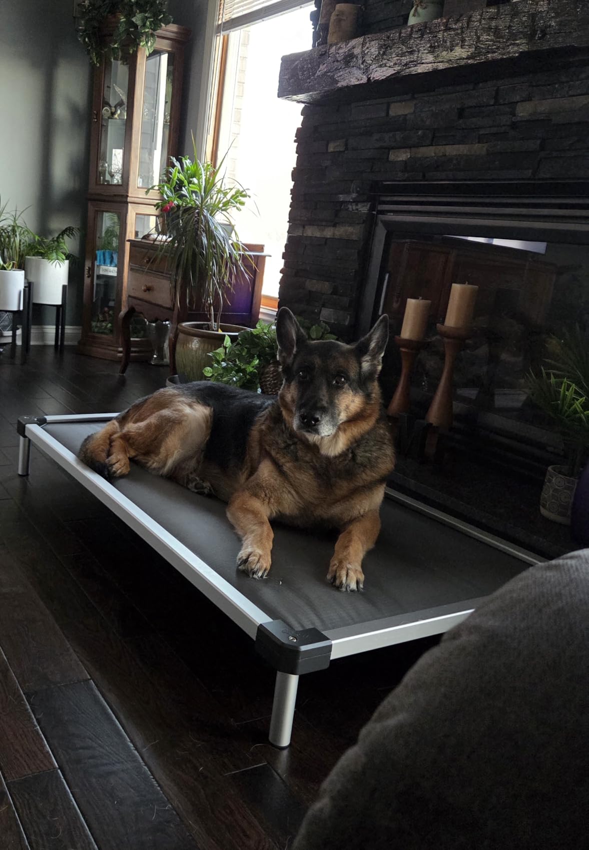 FXW TitanNest Padded Chew-Proof Elevated Dog Bed for Extra-Large Dogs | Easy to Clean, Pre-assembly Raised Cot, Indoor/Outdoor/Camping, 56 x 31 x 7.3in customer photo 1