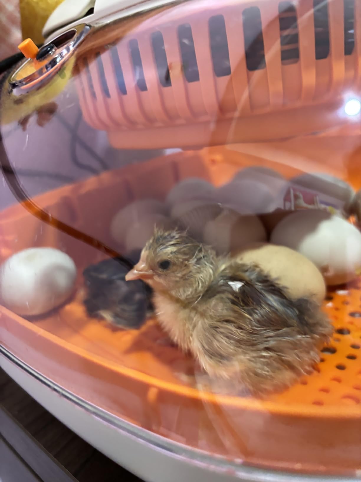 Chickcozy 25 Egg Incubator, Automatic Egg Turner with Thermometer Seat and Humidity Control, Egg Candler, 360° View with Clear Window customer photo 2