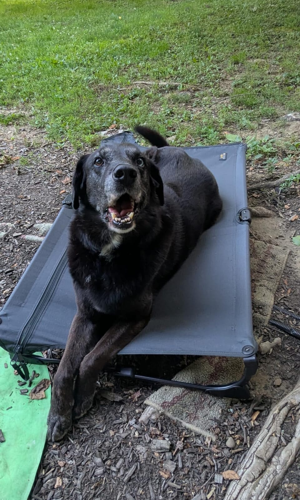 CANINE CANYON Upgraded Non-Slip Daisy Cot, Large Foldable Elevated Dog Bed, Portable Raised Outdoor Folding Dog Cot for Camping/Home, Chew Proof Waterproof Heavy Duty Up to 160 Lbs, Brown, 43