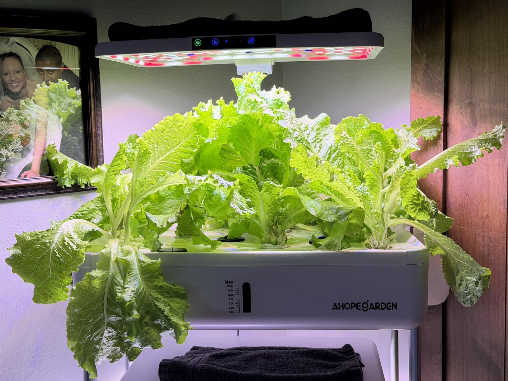 Ahopegarden Indoor Garden Hydroponics Growing System Kit: 66 Pods Plant Herb Garden Germination Kit with LED Grow Light, 30L Large Capacity Kitchen Hydroponics Planter Grower for Vegetable Fruit customer photo 2