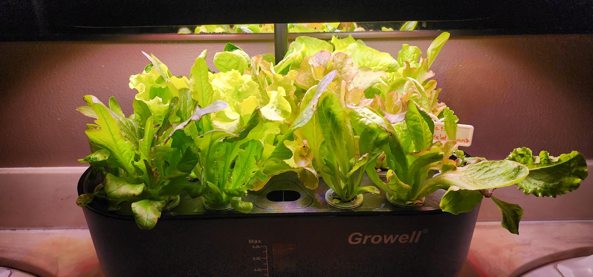 Growell Hydroponics Growing System Kit, 16 Pods Indoor Garden with 28W Full Spectrum LED Grow Light, Auto Timer, 3 Smart Light Modes, 8L Large Herb Garden, Ideal Gardening Gift for Women, Men (Black) customer photo 1