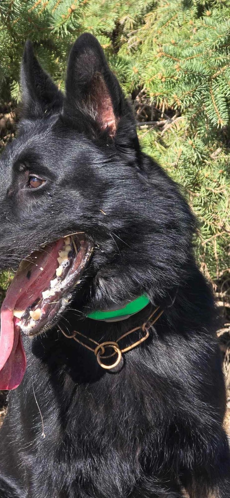 Dogtra 1900X E-Collar for Dog Training - 3/4 Mile Range, for Dogs 35 lbs+, IPX9K Waterproof, 100 Stimulation Levels, Vibration, Tone, Rechargeable - Ideal for Dog Owners and Professional Trainers customer photo 2